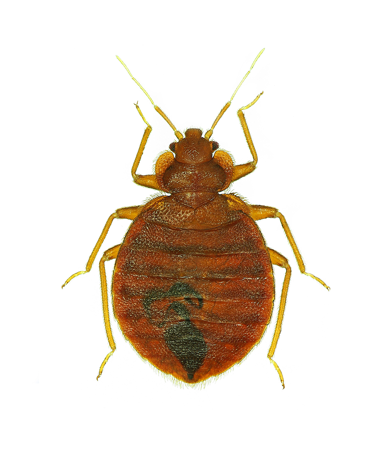 Picture of Bedbugs - WebMD