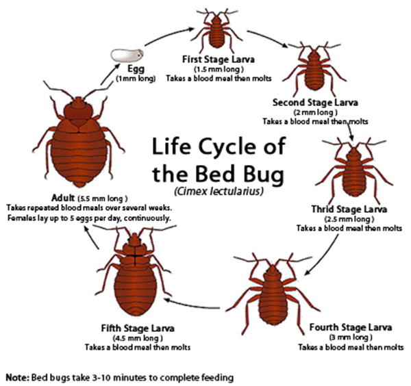 Bed bug Life Cycle
