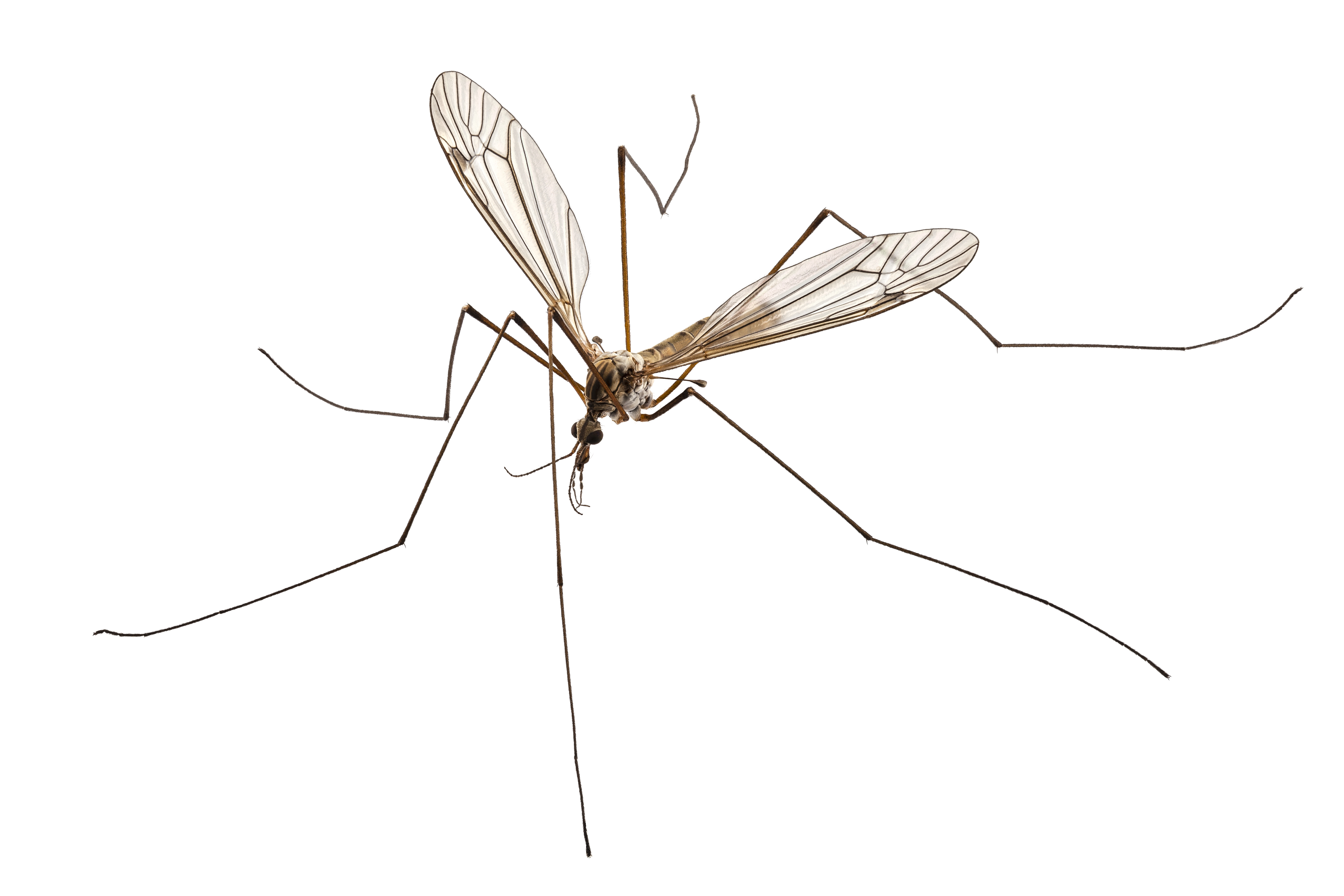 crane_fly_mosquito_hawk.jpg