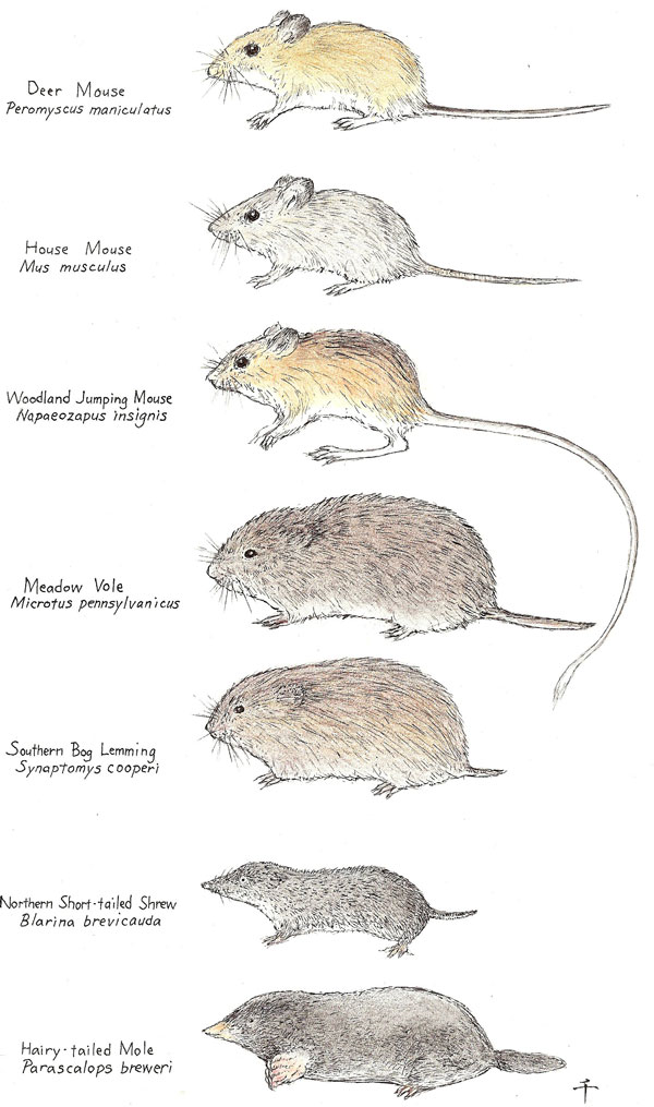 different_types_of_mice_comparison_to_other_small_rodents