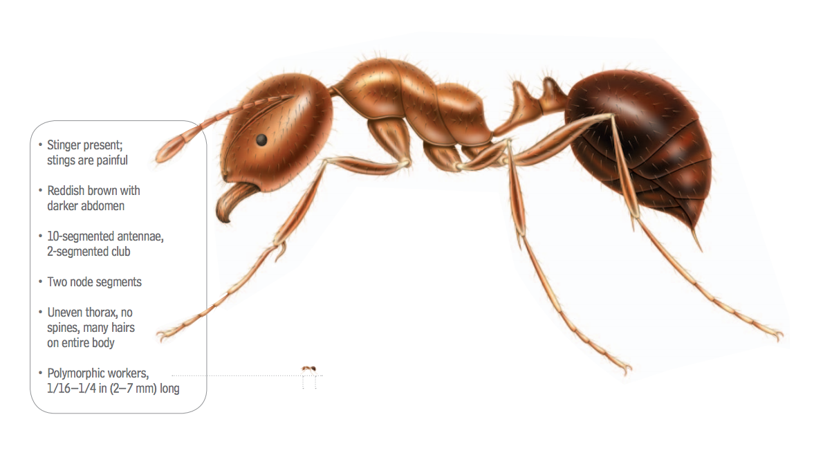 What Do Fire Ants Look Like - Fire Ant Identification