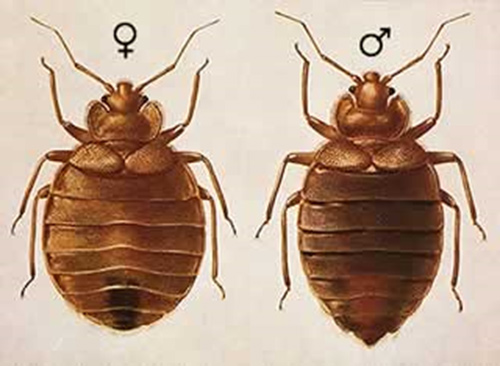 Male and female bed bugs