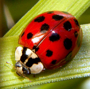Ladybugs Asian Beetles How To Get Rid Of Ladybugs \u0026 Asian Beetles  Do My Own Pest Control