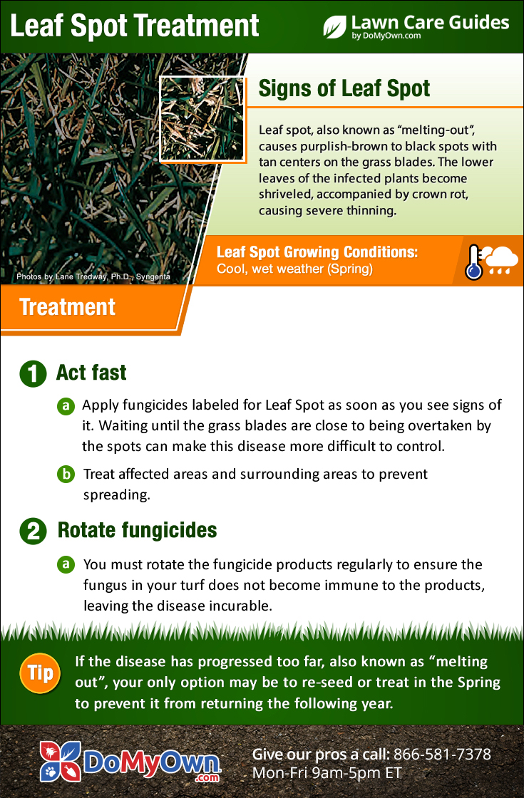 Leaf Spot Treatment &amp; Control - How to Get Rid of Leaf 