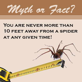 spider_myth_or_fact_10_feet.jpg